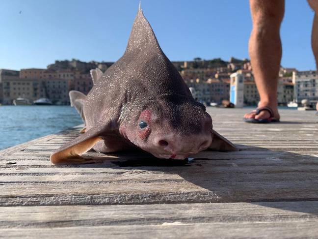 It's sometimes called the pig-faced shark because of that snout. Credit: Newsflash