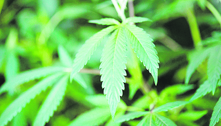marijuana
