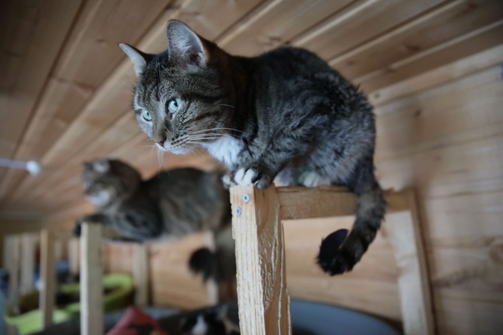 Oamenii de știință vor să crească pisici non-alergenice