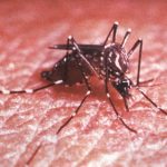 STUDIU. Țânțarii sunt atrași de persoanele infectate de Dengue și Zika