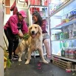 Tot mai mulți stăpâni din Ecuador își duc animalele de companie la ritualuri andine de „curățare energetică”. Cât costă ședințele