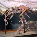 Un T-Rex de 30 de milioane de dolari reaprinde disputa dintre muzee și colecționari privați