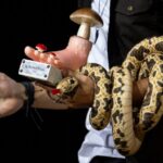 Ig Nobel 2026 premiază cele mai neobișnuite cercetări: pisoarul fără stropi, chiloții îngropați și mușcăturile de șarpe