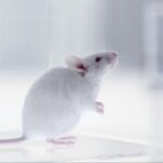 Premieră în neuroștiință: Cercetătorii de la Stanford au integrat celule cerebrale uman în creierul unor șoareci. Româno-americanul Sergiu Pașca, cercetător principal al studiului